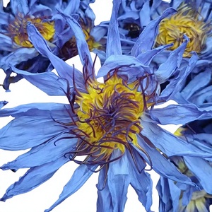 Thé <span class=keywords><strong>de</strong></span> lotus bleu en vrac, norme européenne, fleurs séchées entièrement biologiques, qualité supérieure, sac <span class=keywords><strong>de</strong></span> 500g, pour lucid dreaming et fumigation, Nymphaea Tetragona - Product Image 3