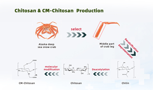 Biotemed 5-Mảnh Chitosan Miệng Loét Chữa Bệnh Gạc Ban Nhạc Hỗ Trợ Cho Loét Điều Trị - Product Image 2