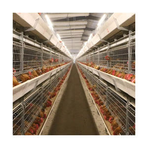 Jaula <span class=keywords><strong>de</strong></span> pollos tipo H, automática, galvanizada, para equipo agrícola, gran oferta - Product Image 2