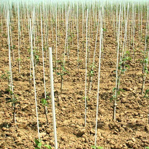 3/8 Inch Round Fiberglass <b>Rod</b> Plant Stake For Vineyard Support Cutting Service Available - Product Image 5