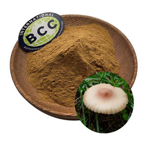 BCC <span class=keywords><strong>Marasmius</strong></span> <span class=keywords><strong>androsaceus</strong></span> <span class=keywords><strong>Powder</strong></span> สารสกัดจากไมซีเลียม50% polysaccharides - Product Image 1
