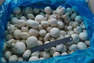 Funghi KOSHER di funghi bianchi congelati deliziosi di alta qualità sfusi - Product Image 3