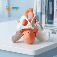 Modelo de Pelvis Femenina Miniatura Móvil para Ciencias Médicas, Rehabilitación Postparto, Recurso de Enseñanza del Esqueleto Humano, Yulin CE/ISO
