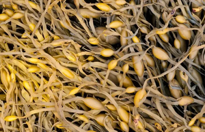 مسحوق مستخلص الأعشاب البحرية عالي النقاء، حمض الألجينيك، سماد عضوي قابل للذوبان بالكامل في الماء، يعزز نمو جذور النباتات، مستخلص الأعشاب البحرية الخضراء - Product Image 4