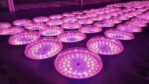 Lampada LED a Spettro Completo per Coltivazione in Serra, Illuminazione per Crescita di Fragole e Frutta <span class=keywords><strong>del</strong></span> <span class=keywords><strong>Drago</strong></span> - Product Image 3