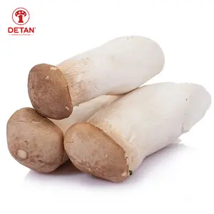 Detan king oyster cogumelo (eryngii), com plantio de garrafa profissional