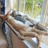 Hamac pour chat avec fixation par ventouse, détachable, lavable, lit pour chat, maison pour chat, plateforme de bain de soleil, adapté à toutes les saisons
