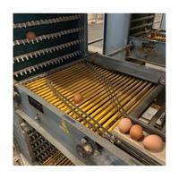 Cages à poules automatiques galvanisées de type H, design haute densité pour économiser de l'espace, équipement avicole