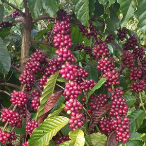 Wholesale Vietnam Green <b>Robusta</b> Colored <b>Coffee</b> <b>Beans</b> Natural Unroasted Seed Bulk Supply OEM ODM Export Grade 12% Moisture - Product Image 5