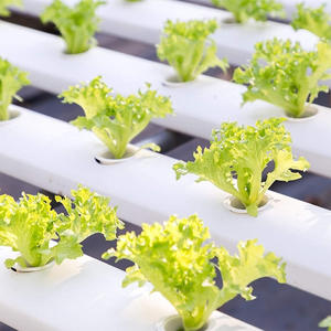 DD3212 50pcs hydroponique grandir paniers fournitures de jardin accessoires Pot tasse pour système de démarrage Kit de dosettes de graines pour <span class=keywords><strong>Aerogarden</strong></span> - Product Image 6