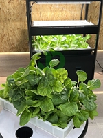 Commercial cultiver des légumes automatique maison jardin aquaponique Irrigation ferme approvisionnement complet Vertical système hydroponique armoire