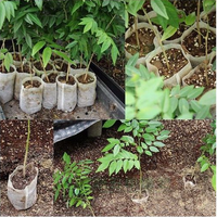 Plante non tissée respirante blanche biodégradable de haute qualité pour la culture de semences de semis
