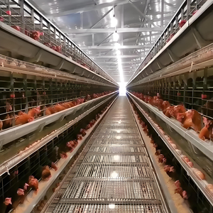 Poulailler à cadre en acier de style ferme pour l'élevage de poulets de chair à la ferme - Product Image 2