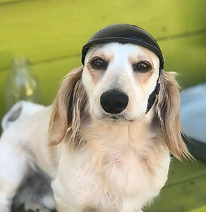 새로운 애완 동물 헬멧-개와 고양이를위한 오토바이 안전 모자-애완 동물 액세서리 및 장난감-도매 공장 직매 - Product Image 6