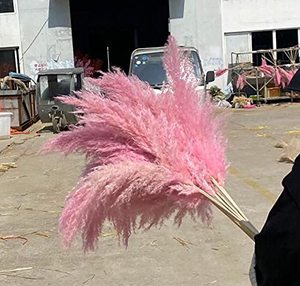 G23 Pink Pampas Perfect Wedding Home Decor Flor seca esponjosa grande Hierba de pampa seca natural Flores de hierba de pampa artificial - Product Image 4