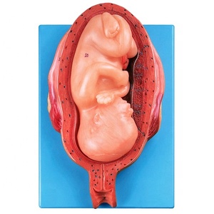 Embryon de grossesse du septième mois dans l'utérus simulateur fantôme de développement du fœtus - Product Image 2
