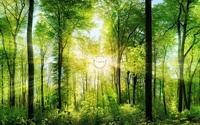 Papier peint mural Forêt Verte Ensoleillée, Paysage Naturel avec Arbres et Lumière du Soleil pour Salon, Chambre à Coucher, Décoration Murale Intérieure