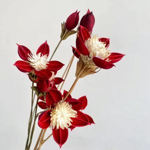 2023 INS stile all'ingrosso essiccato Honggui <span class=keywords><strong>Ren</strong></span> per la casa/decorazione domestica conservata Honggui <span class=keywords><strong>Ren</strong></span> - Product Image 3