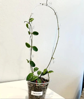Treillis pour plantes grimpantes en acrylique transparent en forme de U moderne, tailles 30cm/47cm/48cm/58cm