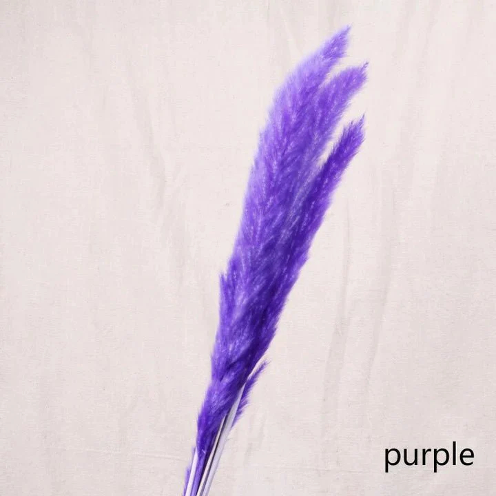 Pourpre
