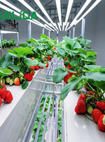 Serre en verre de culture sans sol fraise avec système intelligent complet
