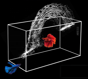 Aquarium miniature en acrylique personnalisé, aquarium de bureau miniature, aquarium miniature pour poissons rouges - Product Image 4