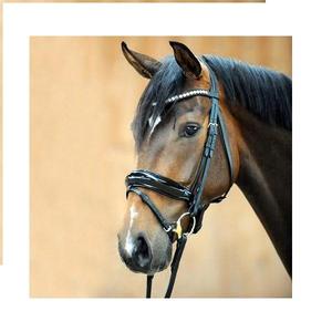 Bridon en cuir pour cheval personnalisable en couleur et logo - Votre propre marque de bridons d'équitation en cuir anatomique de qualité supérieure - Product Image 3