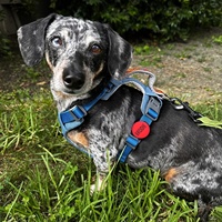 Personalisierte Hundemarken - Gravierte QR-Code-NFC-Optionen - Solides Muster - Edelstahl Silikon Nylon & Gummi - Kostenloser Versand