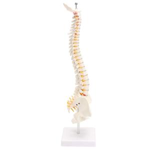 GelsonLab HSBM-110 45CM columna vertebral humana con un modelo pélvico anatómicos humanos anatomía columna modelo médico columna vertebral modelo - Product Image 4