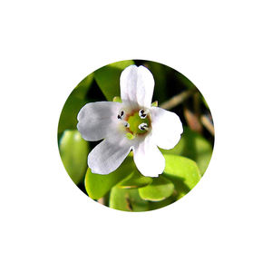 Pó de Extrato de Folha de <span class=keywords><strong>Bacopa</strong></span> <span class=keywords><strong>Monnieri</strong></span> 10% 20% <span class=keywords><strong>50%</strong></span> Bacosídeos UV HPLC - Product Image 2