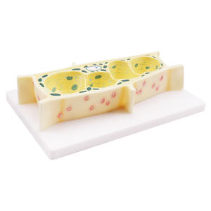 Recursos <span class=keywords><strong>de</strong></span> enseñanza médica Modelo <span class=keywords><strong>de</strong></span> célula <span class=keywords><strong>de</strong></span> planta médica Equipo <span class=keywords><strong>de</strong></span> modelo anatómico experimental para escuelas primarias y secundarias - Product Image 5