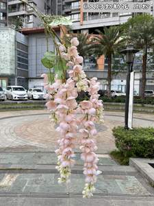 K07 glicine artificiale vite Ratta falso appeso ghirlanda fiori di seta String <span class=keywords><strong>Bush</strong></span> fiori per natale festa a casa decorazioni di nozze - Product Image 5