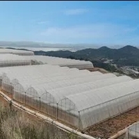 Serre agricole en film plastique pour tomates, modèle tête de vache espagnole, avec structure métallique, pour horticulture tropicale, prix
