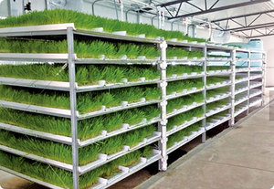 Système de culture hydroponique multi-niveaux en ABS de qualité alimentaire, 3/5/6/7 niveaux, avec pompe, pour la culture de micro-légumes - Product Image 4