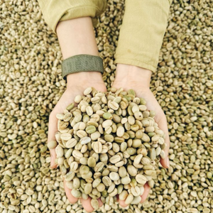 Café de Vietnam grado A + de la mejor calidad y bajo precio verde Arábica Robusta S16 S18 hecho en fábrica de Vietnam muestra gratis - Product Image 1