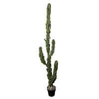 Plantes artificielles : Cactus à tiges simples, plantes décoratives de simulation, vente en gros, pour photographie de plafonds