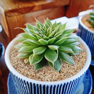 Taille des grains 0.71-1.25mm Sable de quartz Sable d'encens pour charbon de bois d'encens - Product Image 3