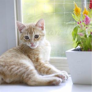 Onzichtbare Balkonbescherming Op Maat Gesneden Nylon Hdpe <span class=keywords><strong>Plastic</strong></span> Netten Voor Bescherming Van Kattenduiven Met Gietwerk - Product Image 3