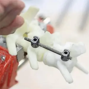 수의학 해부 동물 개 해골 플라스틱 모델 개 요추 척추