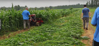 Mini moissonneuse-batteuse récolteuse de haricots secs commerce nouvel équipement de machine agricole récolteuse d'ensilage montée sur tracteur