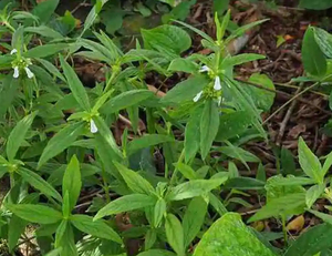 Fabriklieferung Polypodium-Pulver Leucas <span class=keywords><strong>Aspera</strong></span> Extrakt Leucas <span class=keywords><strong>Aspera</strong></span> Kräuterblatt-Extrakt - Product Image 3