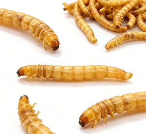 Premium Getrocknete Gelbe Mehlwürmer für Hühner, Vögel, Fische, Schildkröten, Eidechsen, Wellensittiche, Tauben 100% Natürliches Tierfutter - Product Image 2