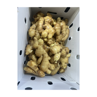 Chine Gingembre frais de haute qualité Meilleur prix Gingembre frais lavé Grande taille Gingembre lavé emballé dans un sac en filet