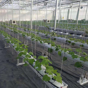 سعر منخفض نفق 200 Micron بلاستيك Po فيلم الدفيئة المستخدمة في الخس الطماطم نظام الزراعة المائية السعر - Product Image 1