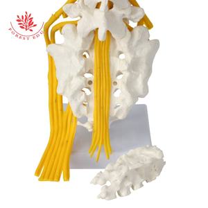 <strong>Lumbar</strong> <strong>Spinal</strong> <strong>Column</strong> Model With Sacral and Coccyx Bones Education Model - Product Image 6