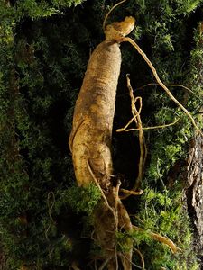 Organik <span class=keywords><strong>Ginseng</strong></span> kurutulmuş <span class=keywords><strong>Ginseng</strong></span> kökü bütün çin ot Panax çay toptan adam sağlık kırmızı <span class=keywords><strong>Ginseng</strong></span> kökenli - Product Image 3