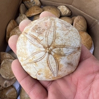 Prix de gros Nouvelle Arrivée Pierres minérales de guérison Fossile d'étoile de mer pour la décoration