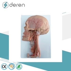 Deren DR Medical Science Head Neck <strong>Blood</strong> <strong>Vessels</strong> and Nerves Specimen Anatomical Model Soft Silicone Made in China - Product Image 4