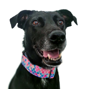 Tartan géométrique personnalisé collier moderne large et solide pour animaux de compagnie personnalisé toutes races sangle boucles en plastique collier chat chien en plastique - Product Image 4