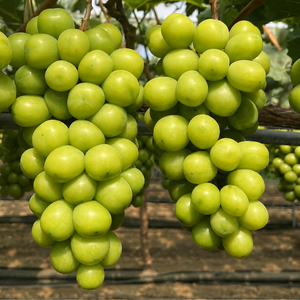 <span class=keywords><strong>Uva</strong></span> Shine Muscat Sin Semillas de Nueva Cosecha, Pulpa Crujiente, Calidad Premium, <span class=keywords><strong>Uva</strong></span> Sunshine Rose para Supermercado - Product Image 5
